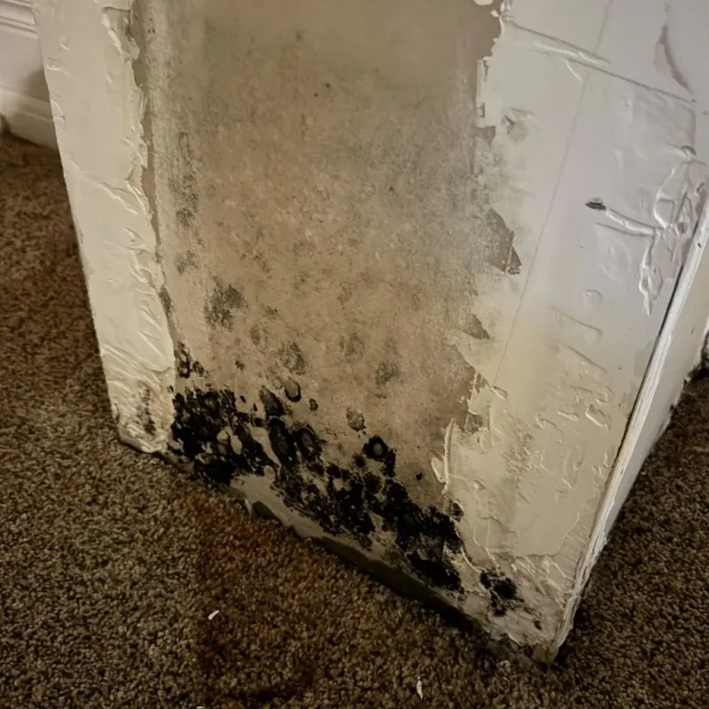 Professional Mold Removal in Frostburg, MD